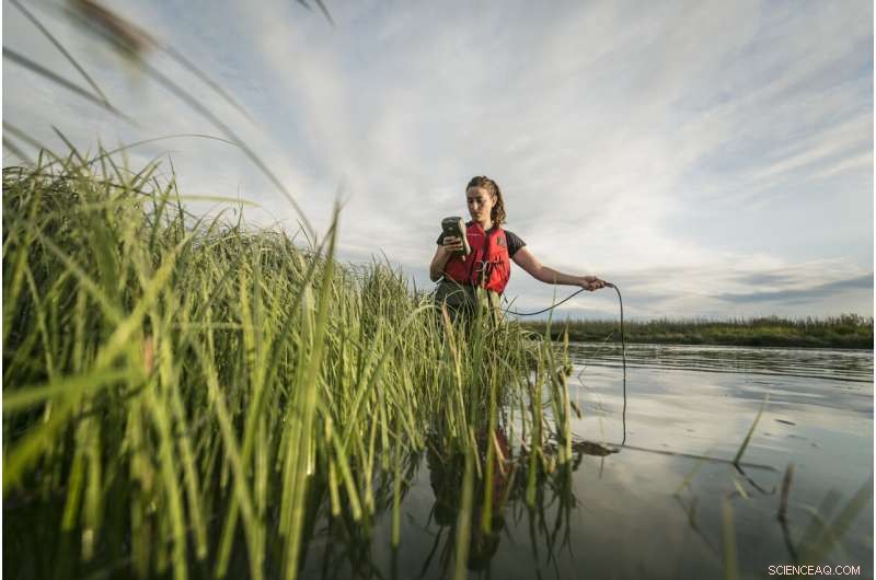 Proactive Measures Could Restore Wild Pacific Salmon Populations in the Fraser River