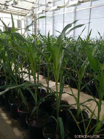 Wild vs. Domesticated Maize: Which Has a Superior Microbiome?