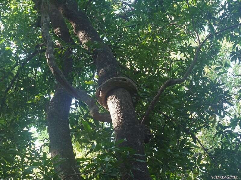 Liana Leaf Litter Decomposes Faster Than Tree Debris in Tropical Forests