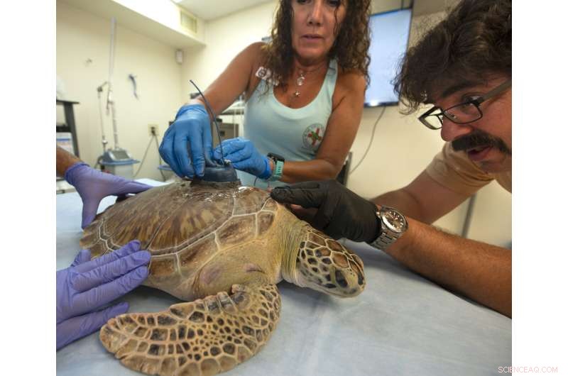 Recovered Green Sea Turtle  Tortie  Released in Florida with Satellite Tracker