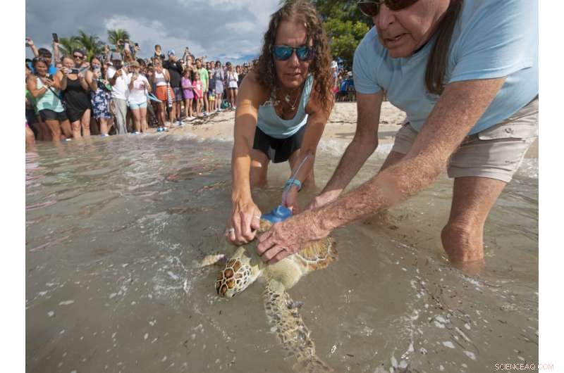 Recovered Green Sea Turtle  Tortie  Released in Florida with Satellite Tracker