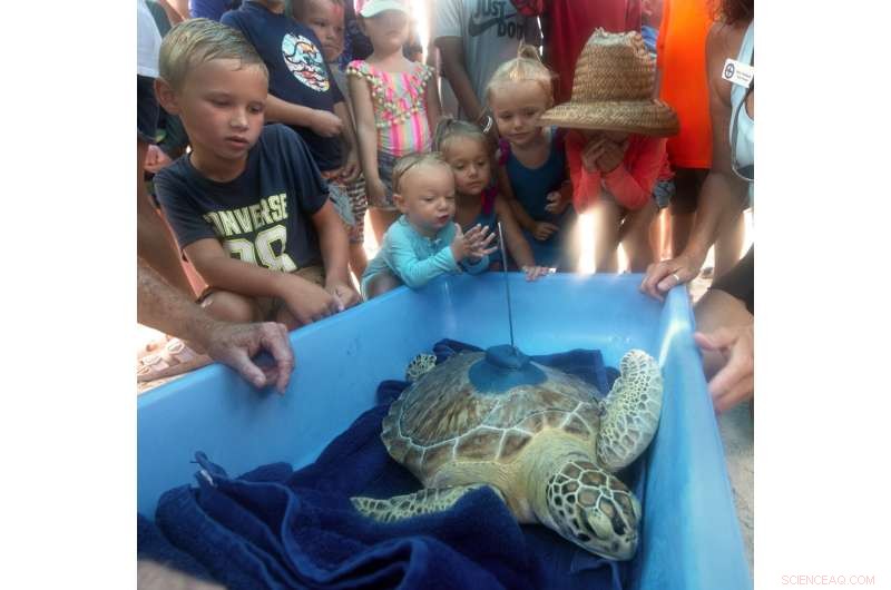 Recovered Green Sea Turtle  Tortie  Released in Florida with Satellite Tracker