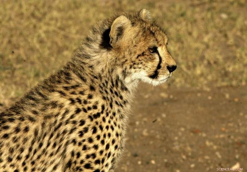 India Set to Welcome African Cheetahs Under Namibia Deal