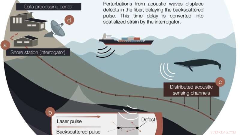 Fiber Optic Cables Now Detect Whale Movements