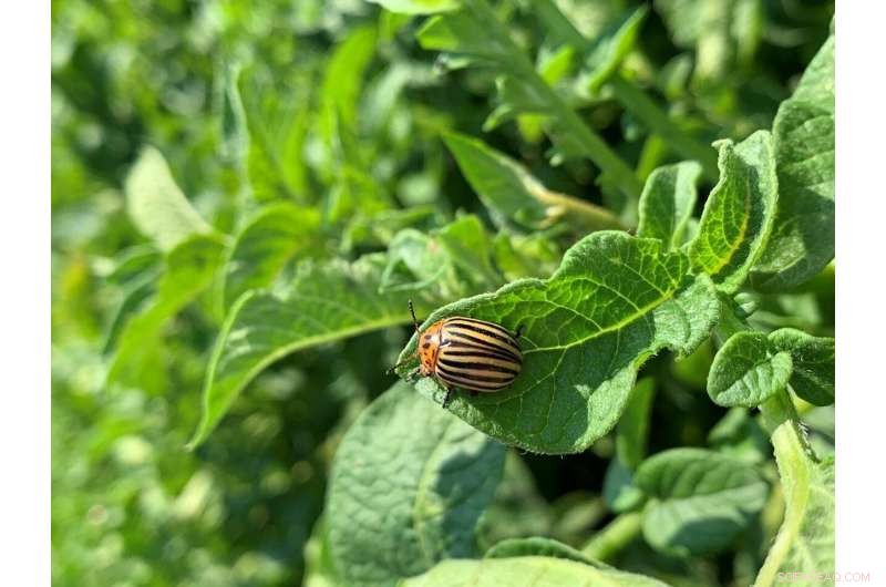 Colorado Potato Beetles Regrow Muscles on Demand to Conserve Energy