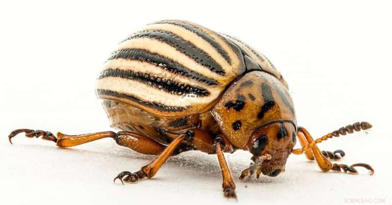 Colorado Potato Beetles Regrow Muscles on Demand to Conserve Energy