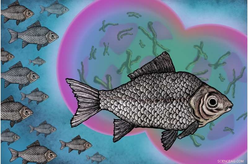 Prussian Carp: Asexual Reproduction Fuels Its Invasive Success