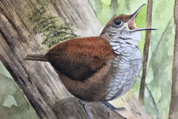 Scaly-Breasted Wren Matches Professional Musicians in Natural Timekeeping