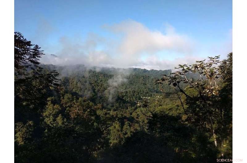 Scaly-Breasted Wren Matches Professional Musicians in Natural Timekeeping