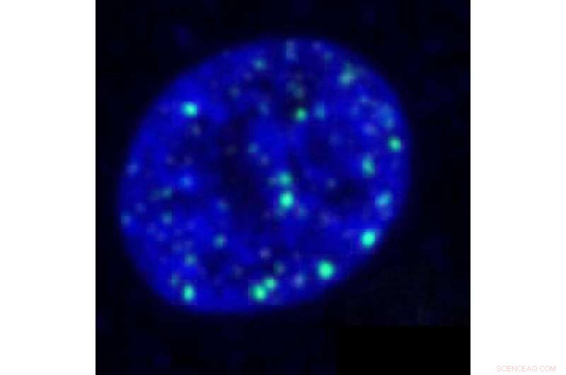 Columbia Research Uncovers Why Many IVF Embryos Fail to Develop