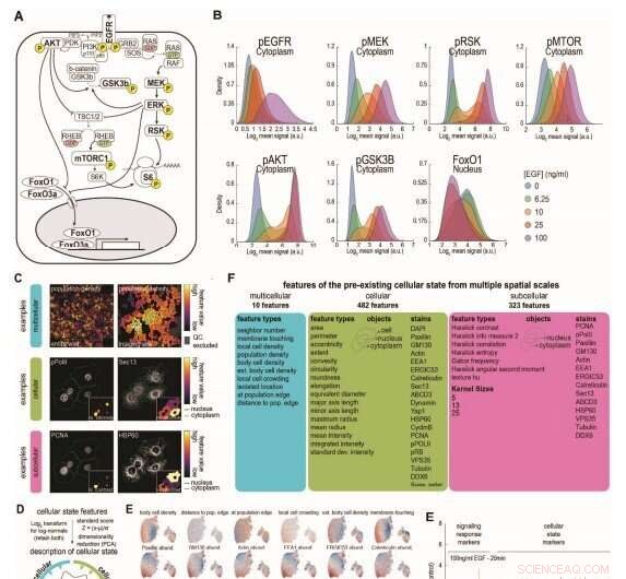 Single-Cell Insights Reveal Unexpected Complexity in EGFR Signaling