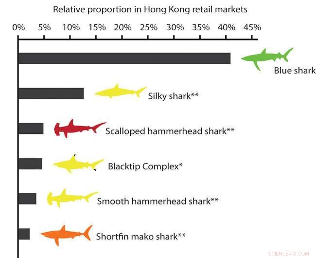 Over 70% of Sharks in Global Fin Trade Face Extinction Risk, Study Finds