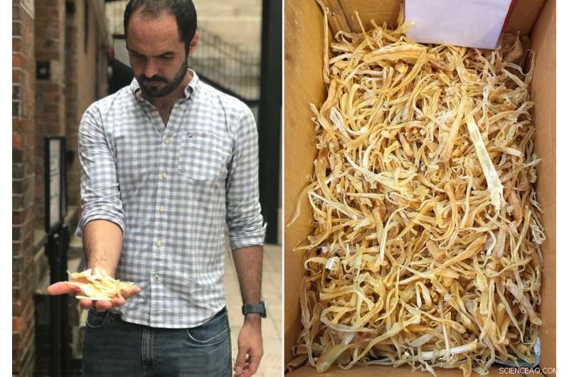 Over 70% of Sharks in Global Fin Trade Face Extinction Risk, Study Finds