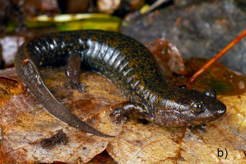 Newly Discovered Black‑Belly Salamander Species Reshape Southern Appalachian Biodiversity