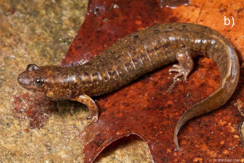 Newly Discovered Black‑Belly Salamander Species Reshape Southern Appalachian Biodiversity