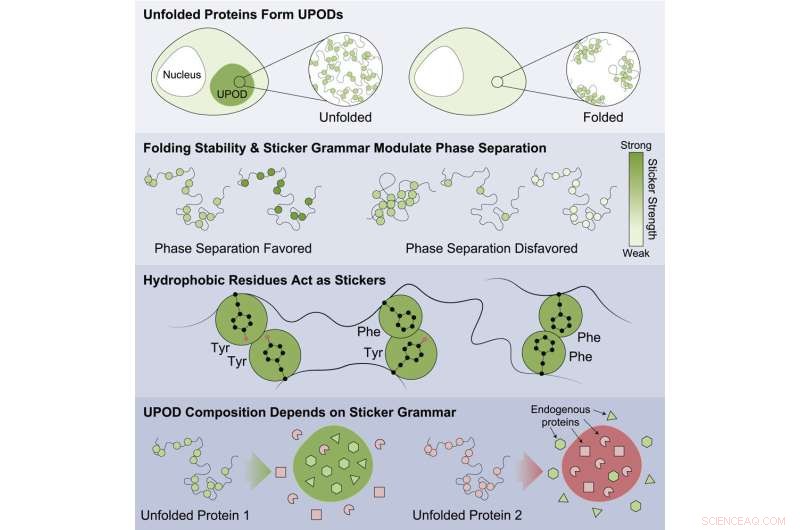Protein Aggregation in Cells: Mechanisms, Consequences, and Therapeutic Insights