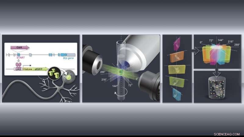 Advanced Computational Analysis Uncovers Significant Sex-Based Cell Count Differences in Fruit Fly Larvae Brains