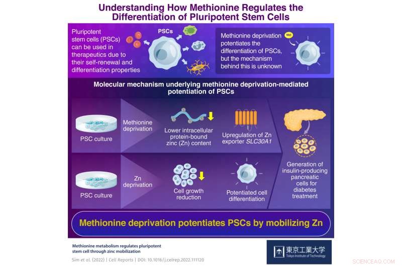 Zinc Unlocks Methionine-Driven Pluripotency: A New Path to Insulin‑Producing β Cells