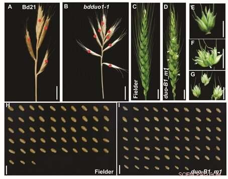 New Gene Identified That Boosts Wheat Yields