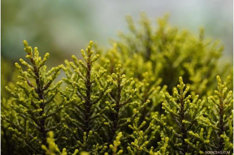 Arctic Shrub Expansion Throttled by Seed Dispersal Limits & Wildfire Impact