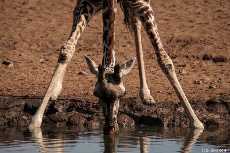 Historic Twin Giraffe Births Surprise Kenya s Wildlife Rangers