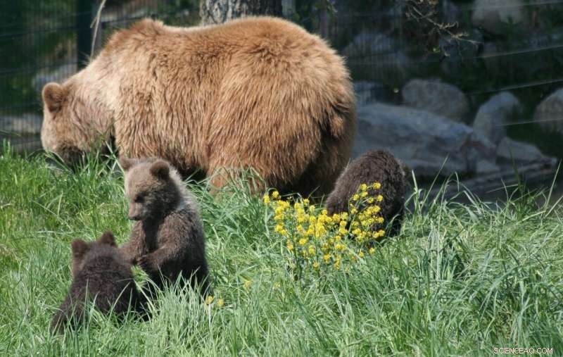 Female Bears Prefer Human-Adjacent Dens to Shield Cubs from Male Threats