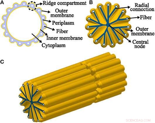 Cable Bacteria: Nature’s Electrifying Microbial Networks