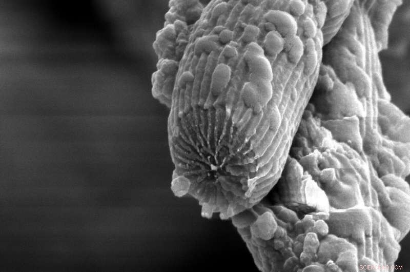 Cable Bacteria: Nature’s Electrifying Microbial Networks