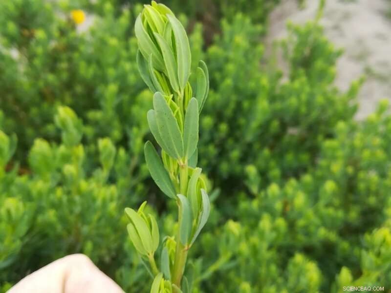 Sustainable Farming: The Key to Premium Honeybush Tea Quality