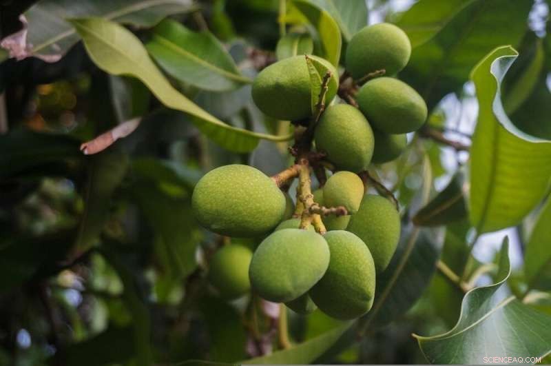 South Africa Advances Eco-Friendly Pest Management: New Study Reviews Progress