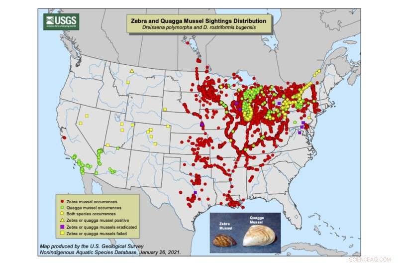 Rapid Westward Expansion of Zebra and Quagga Mussels Highlights Their Major Environmental Threat