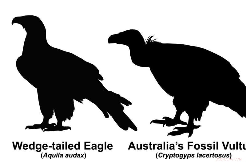 Reexamining Australia s Vulture History: New Insights and Evidence