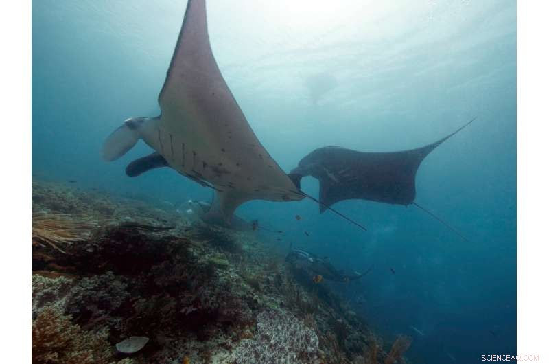 How Individual Behaviors Shape Social Bonds Among Reef Manta Rays