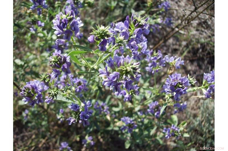 Alfalfa & Indian Mustard: Promising Lead Detox Plants for Nepal