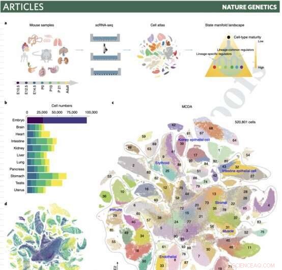Mapping Mouse Development: Scientists Decode Cell‑Fate Programs with Single‑Cell Atlas