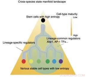 Mapping Mouse Development: Scientists Decode Cell‑Fate Programs with Single‑Cell Atlas