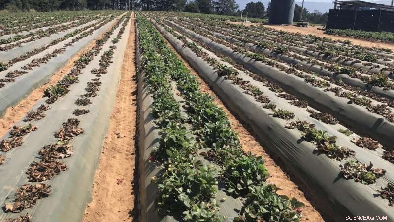 UC Davis Breakthrough: New Strawberry Genes Confer Resistance to Fusarium Wilt