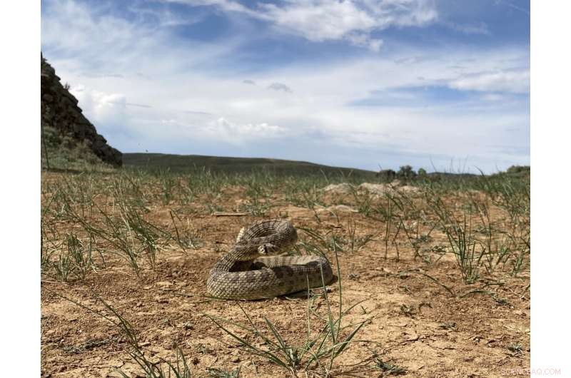 Rattlesnakes Adapt Their Venom with Genetic Diversity to Outpace Prey Resistance