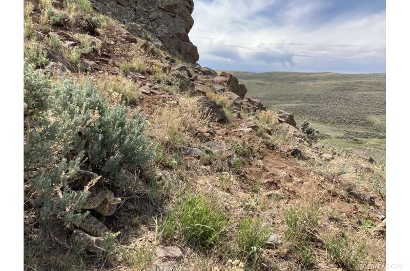 Rattlesnakes Adapt Their Venom with Genetic Diversity to Outpace Prey Resistance