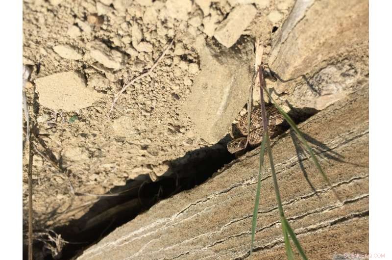 Rattlesnakes Adapt Their Venom with Genetic Diversity to Outpace Prey Resistance