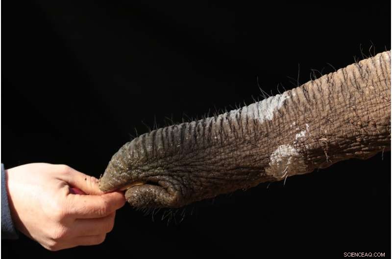 How Elephant Trunk Skin Enhances Versatility: New Georgia Tech Study