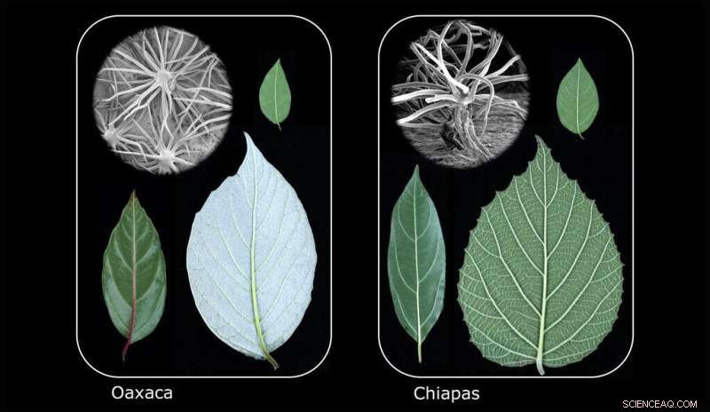Plant Study Suggests Evolution Can Be Predictable