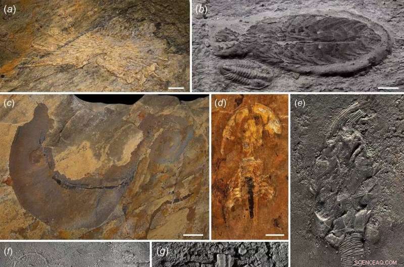 Liexi Fauna Unveils Early Phase of the Great Ordovician Biodiversification Event