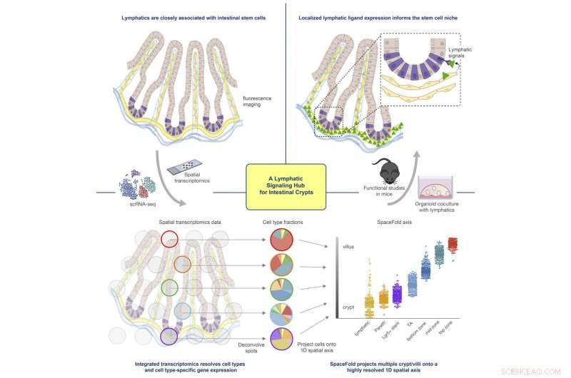 How the Intestine Continuously Replaces and Repairs Its Lining
