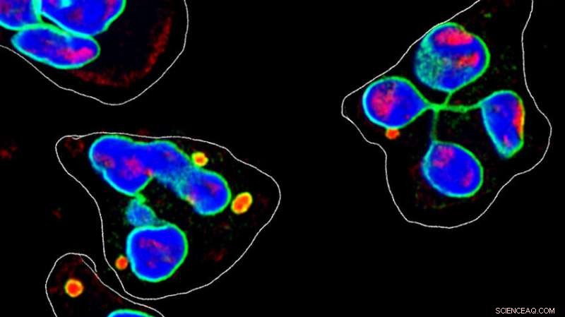Scientists Reveal the Distinct Origin of Neutrophil Chemical Signaling