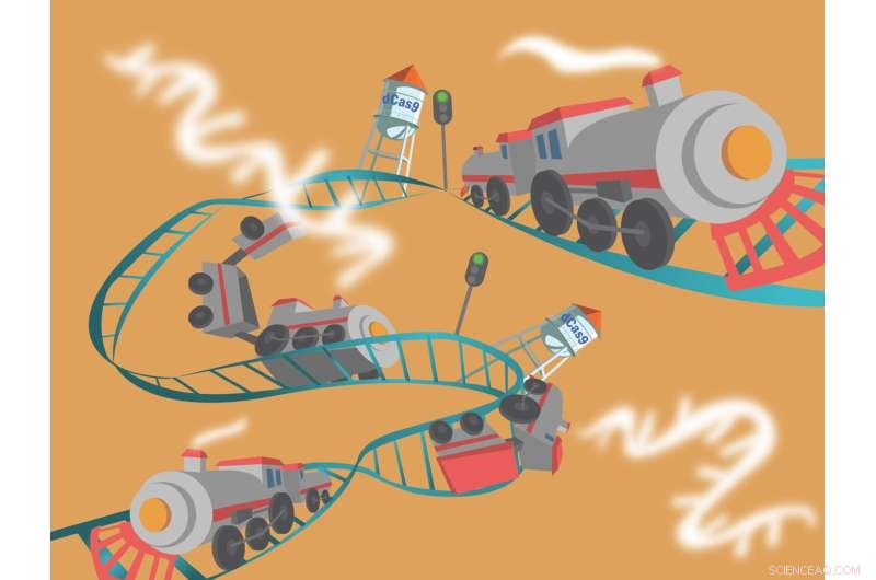 Rice University Engineers Harness Deactivated Cas9 to Activate Human Gene Transcription