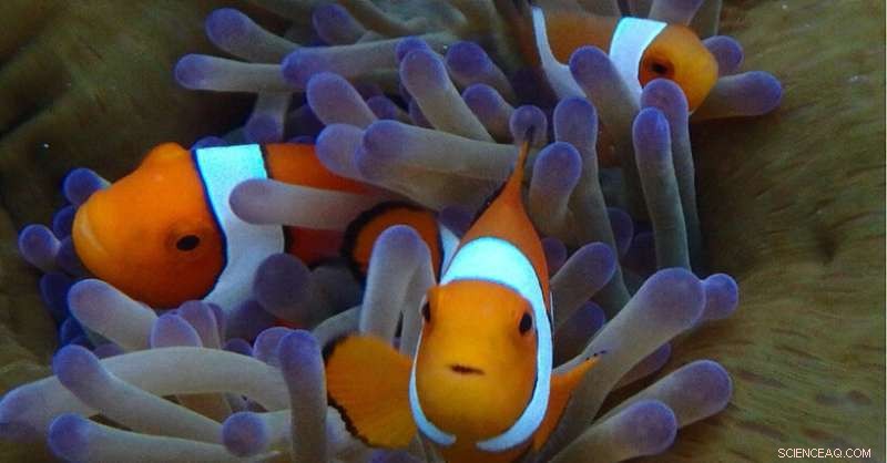 New Study Reveals Clownfish Adapt Growth to Match Host Anemone Size