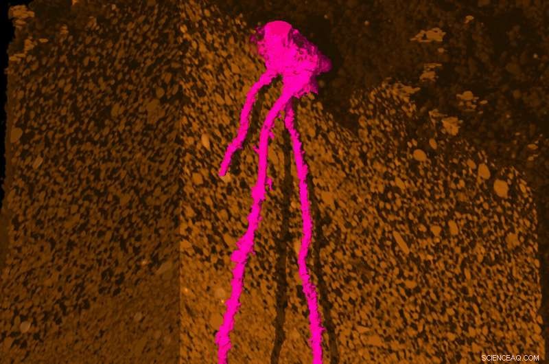 Engineering Roots to Break Through Hard Soils: A Climate‑Proofing Strategy for Crops