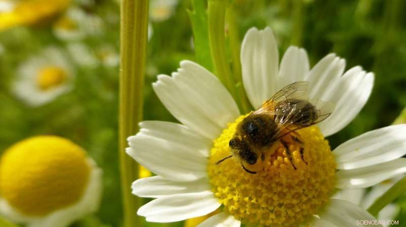 How Bees Boost Crop Yields and Help Stabilize Food Prices