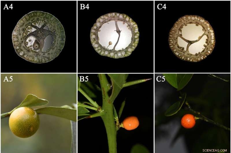 Researchers Clarify Fortunella Taxonomy, Resolving Long-Standing Classification Issues